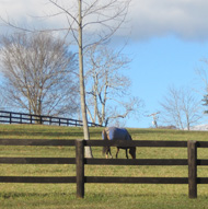 Horse in field